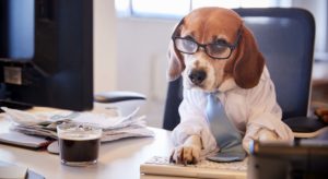 Beagle at the Computer